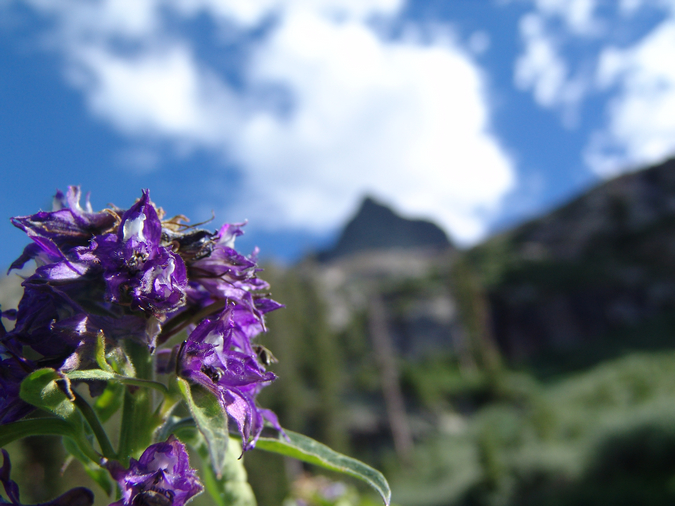 Flower with blurry vestal